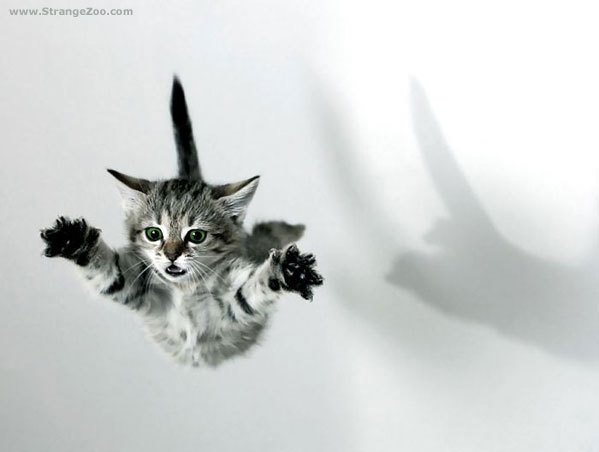 [cat.bmp]