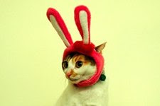 ¡Fotos de 10 Gatos con Sombrero! ¡Fotos de 10 Gatos con Sombrero!