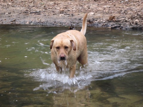 My Bouncer swimming in the creek