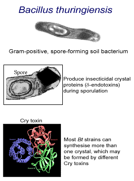 [bthuringiensis.gif]