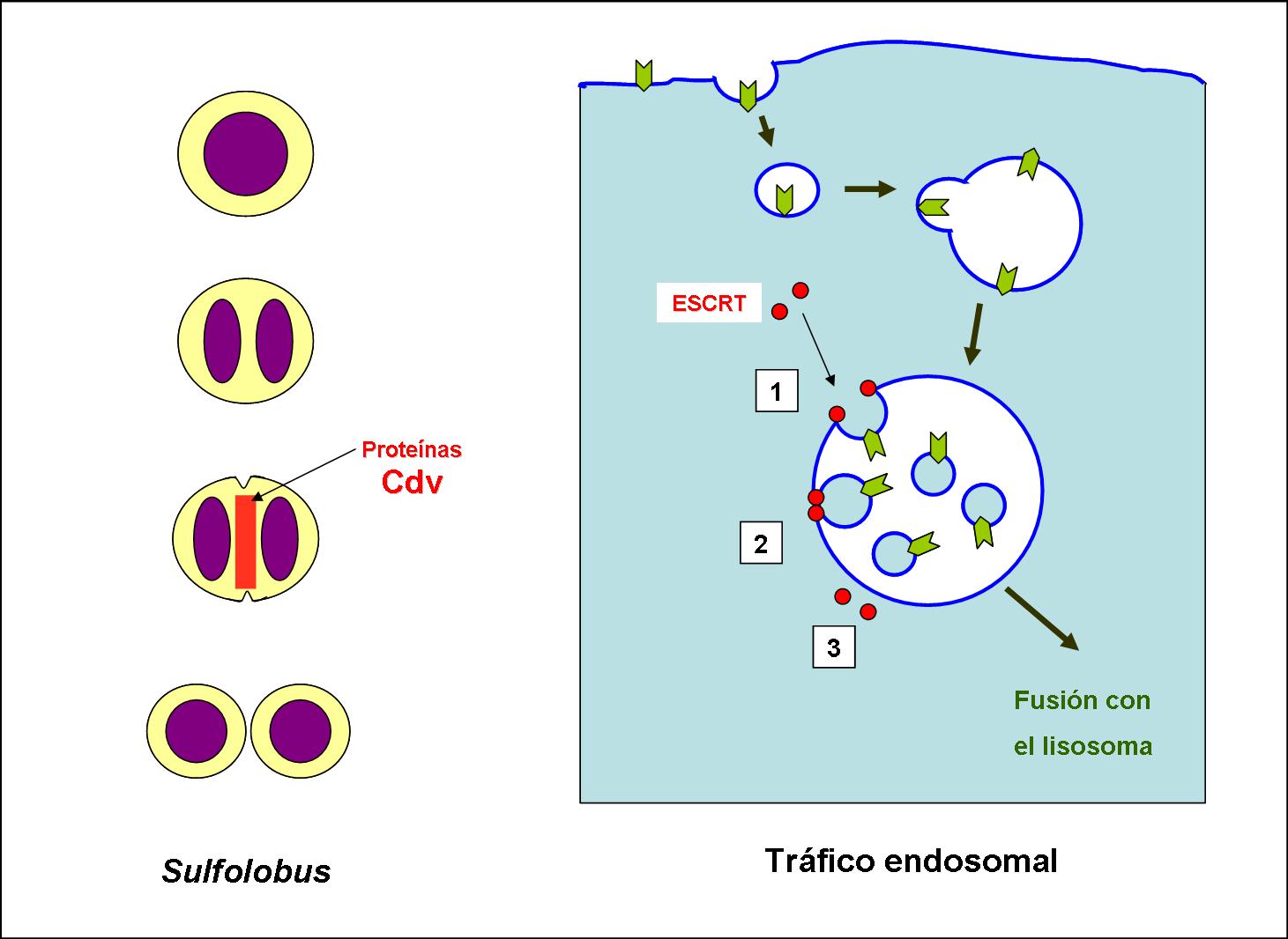 [Sulfolobus-ESCRT.jpg]