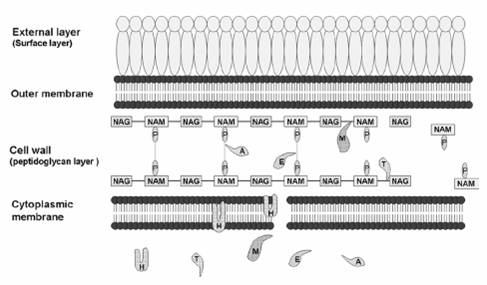 [lisis-pared-cianobact.jpg]