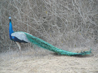 peacock from the safari bus