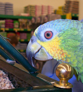 Springfield Photos: New Pet Supplies Plus store opens in Jacksonville, IL.