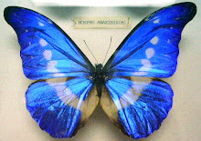 blue butterfly  just 4 u