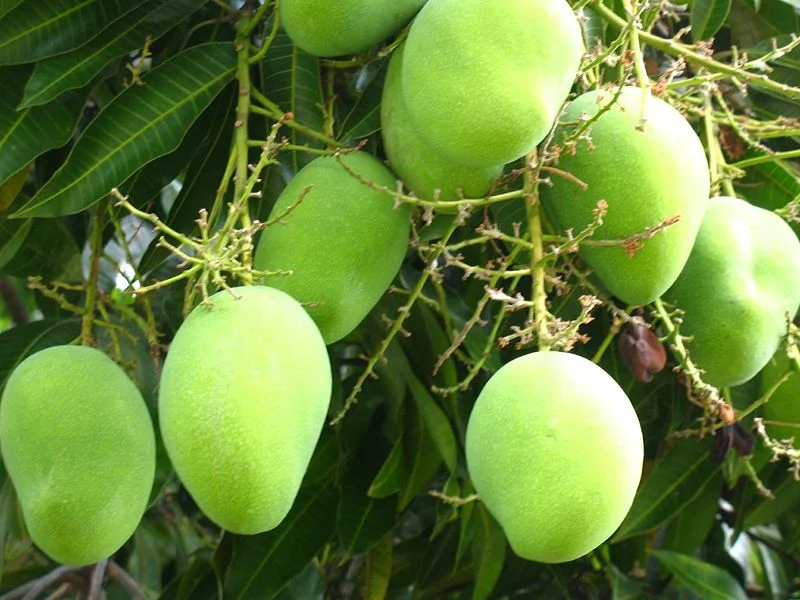 no togel buah mangga