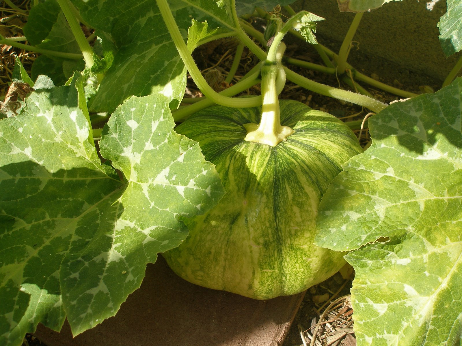 [11-05+small+pumpkin.JPG]
