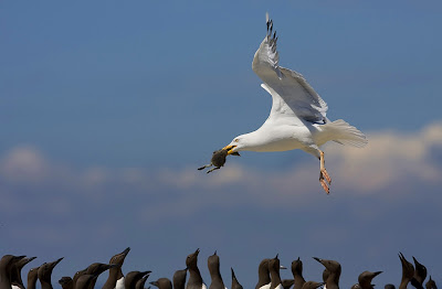 gambar burung