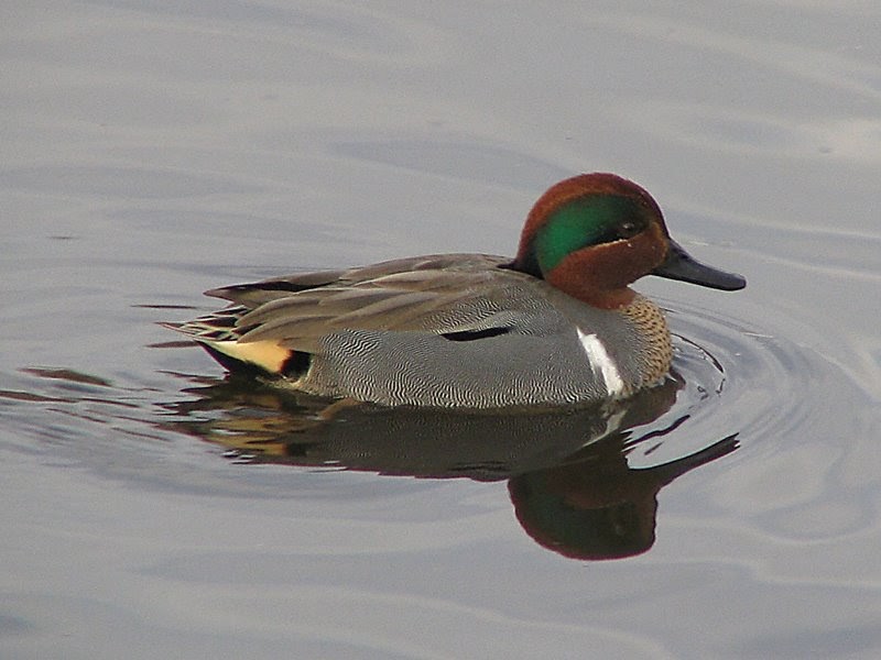 Roy's World Winter Visitors Freshwater Ducks