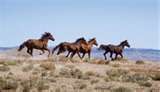 horses