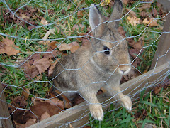 Kaitlin's old bunny rabbit!