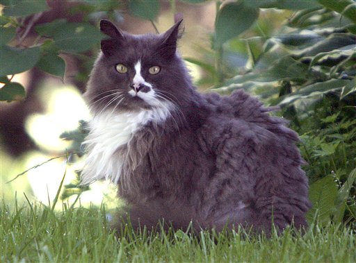 World#39;s Best Cat Litter has best buy printable coupons 2011. World#39;s Best Cat Litter has