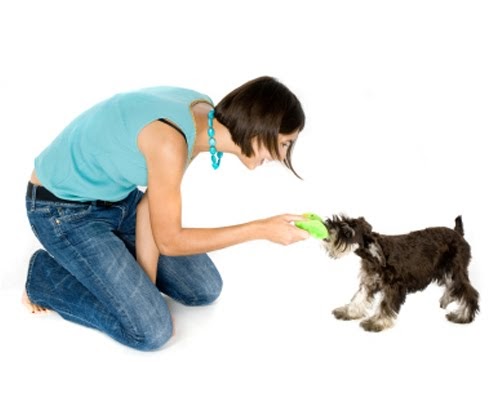 Natural Dog Training Pushing Natural Dog Training Pushing