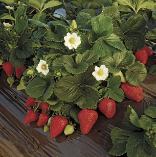 strawberries grow plant own strawberry ground them