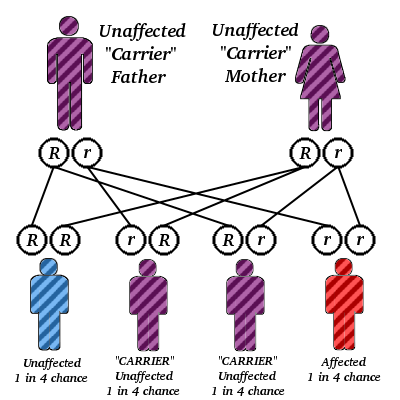 inbreeding pku recessive autosomal phenylketonuria thalassemia child diagram inheritance genetics parents genetic why dwarf having tay sachs biology carrier causes
