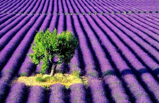 படம் பார்த்து கதை சொல்லுங்கள்,, Lavender+farm+and+tree