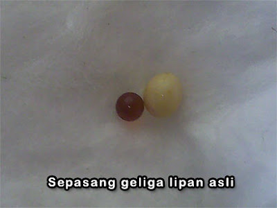 geliga lipan geliga lipan