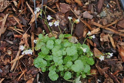 Romanzoffia Californica