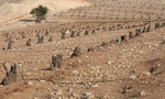 gli olivi tagliati da israele