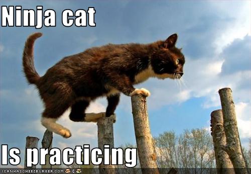 ninja+cat+practicing.jpg