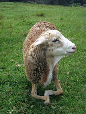 http://2.bp.blogspot.com/_sNYDVLs4SCU/SLhZMtF98UI/AAAAAAAAANs/Go5mUiORy-A/s400/sheep+deform.jpg