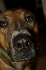 The constant companion