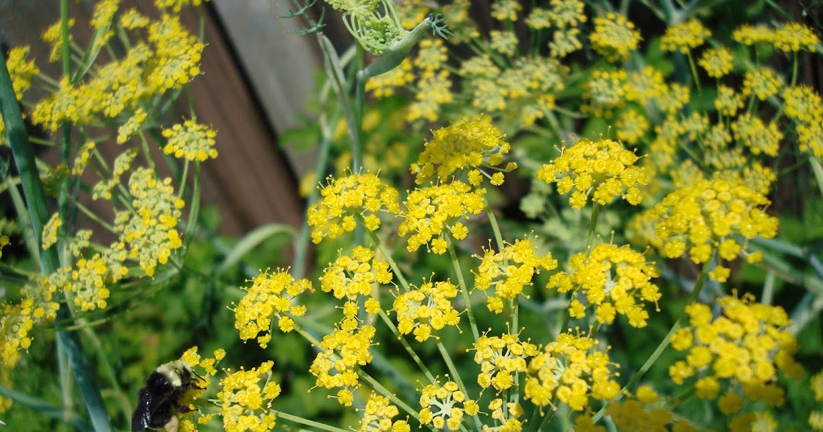 NETTLETOWN Wild Fennel