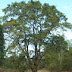 Pohon Walikukun