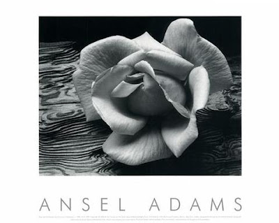 ansel adams photography rose. This was an unusual photo,