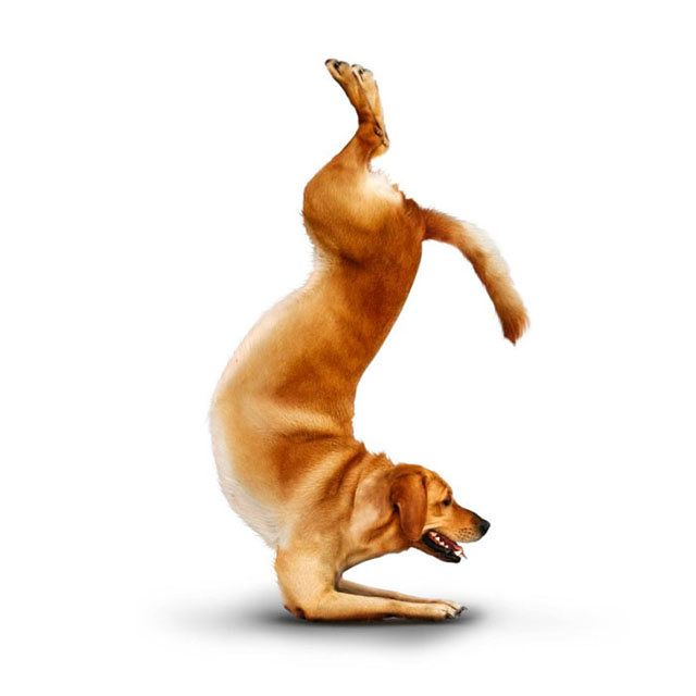 Yoga de cachorros