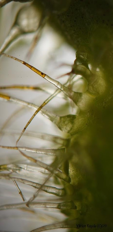 A vida através dos olhos de uma mosca