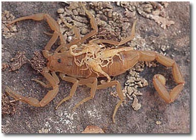 Here is a scorpion carrying  babies on its back. What a great picture!