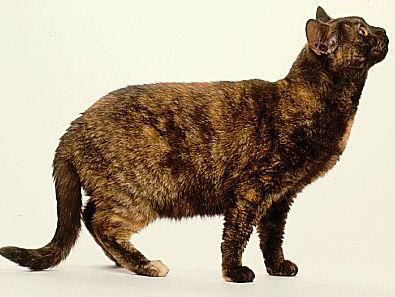chocolate tortoiseshell