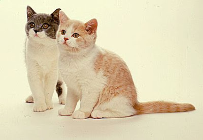 Kitty Cat Meow British Bicolour Shorthair Shorthaired Cats