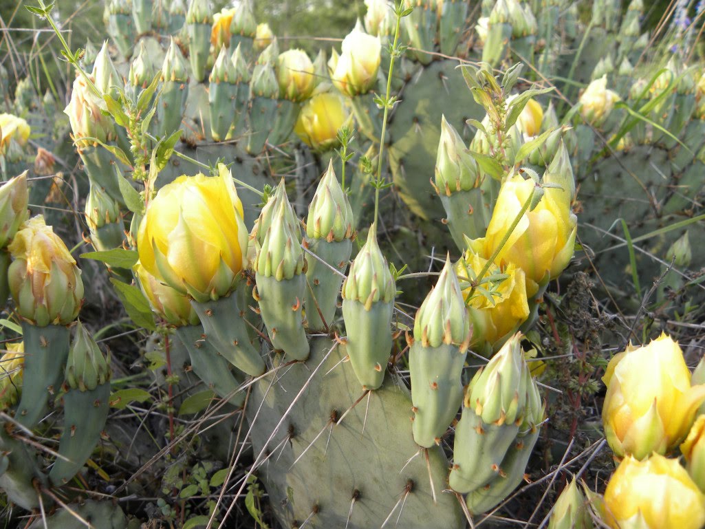 Diane's Texas Garden Blooming Cactus