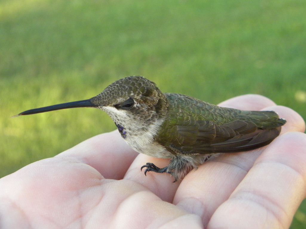 Diane's Texas Garden Tiny Hummingbird