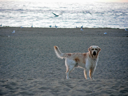 Golden Retriever 2 años 1 mes