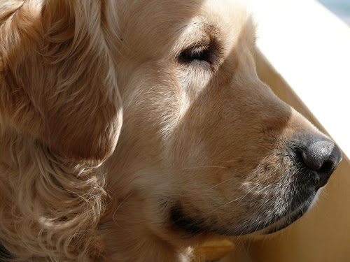 Golden-Retriever