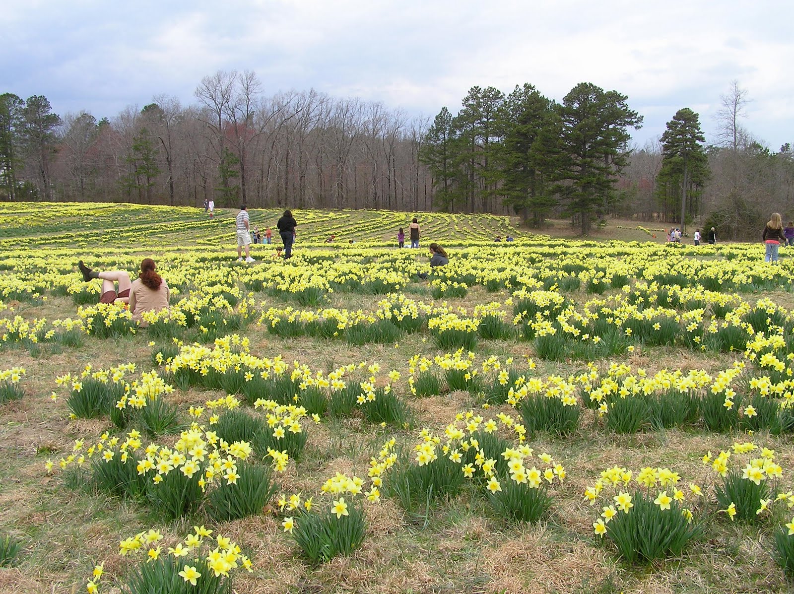I Wonder Wye Wye Mt. Daffodil Field