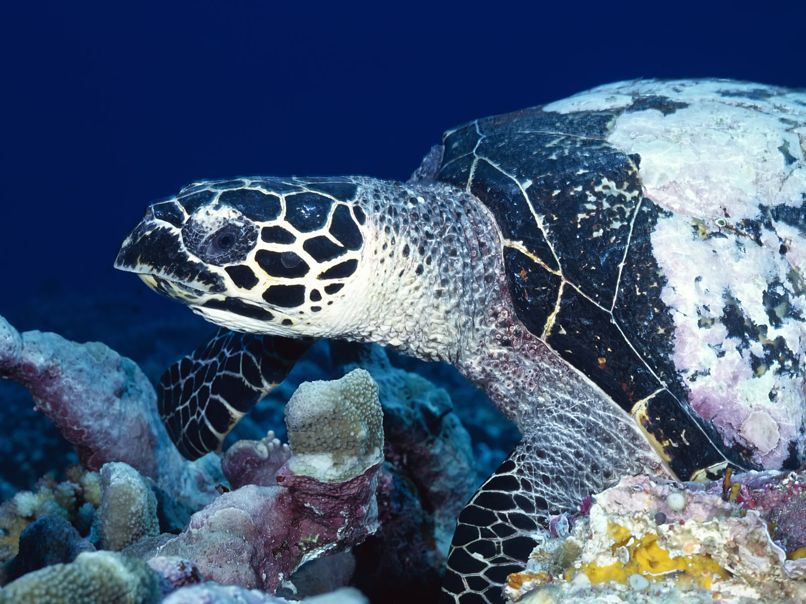 http://2.bp.blogspot.com/_sRGU_JXOz6E/TRX0ClWFTpI/AAAAAAAAAdg/w1QdaB7tLAI/s1600/Sea%2BTurtle%2BWallpaper%2B%25252860%252529.jpg