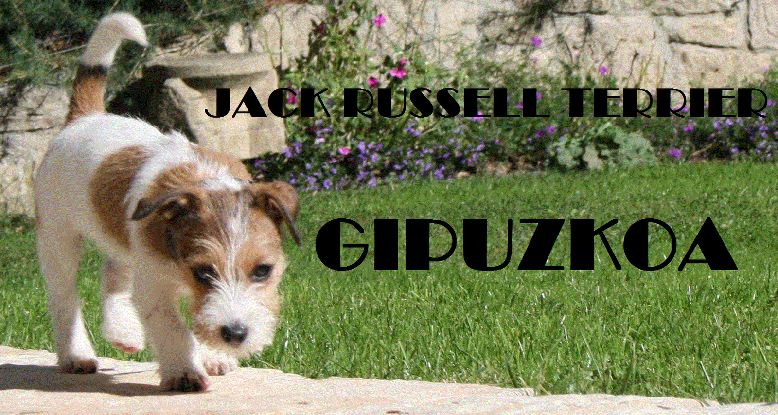 Jack Russell Terrier Gipuzkoa