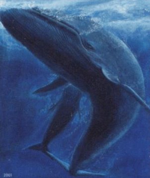 [baleia+azul.jpg]