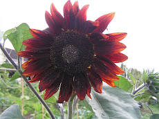 Sunflowers at the allotment