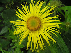 Yellow daisy