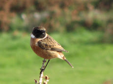 Stonechat