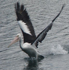 Un pelican au lac eacham pas loin de Cairns