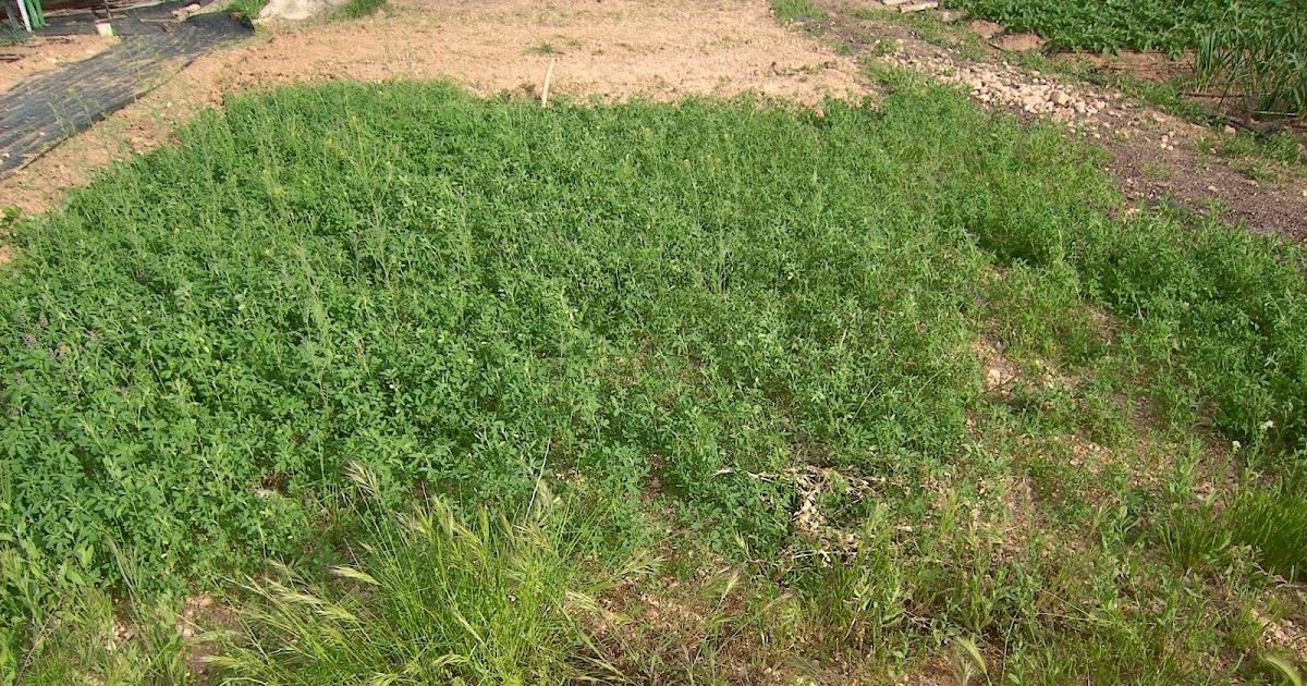 La sombra de la felicidad Abono verde
