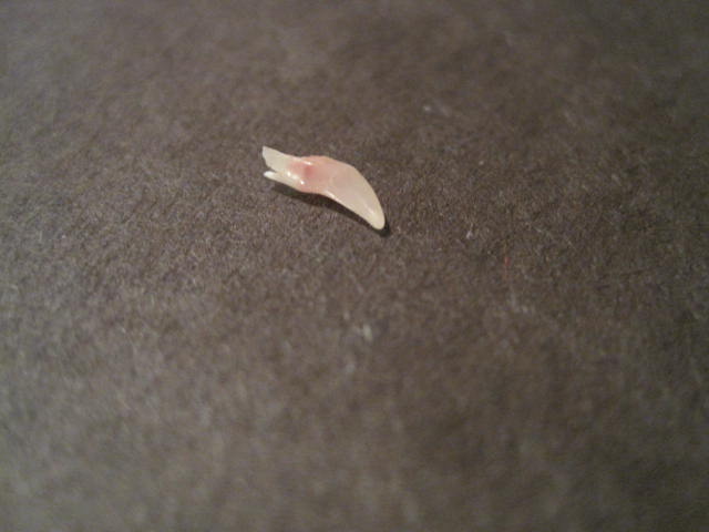 laughing my abs off: tooth fairy for cats