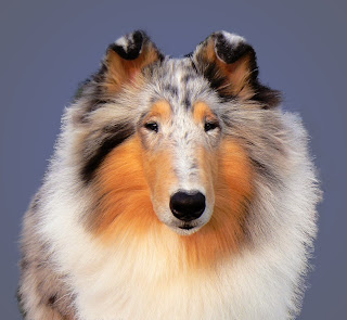 http://2.bp.blogspot.com/_sTvmlAjzPoQ/SfUts45_BqI/AAAAAAAADpI/CpR9QWmNBvc/s320/sax+head.jpg