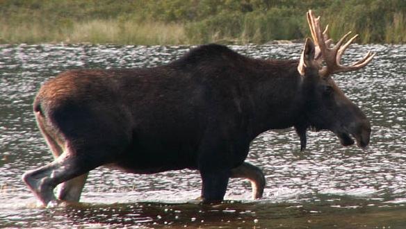 Adirondack Moose